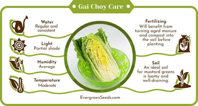 about 1 Tsp Mustard Green Gai Choy seeds, Cải Be Xanh Details about   4g